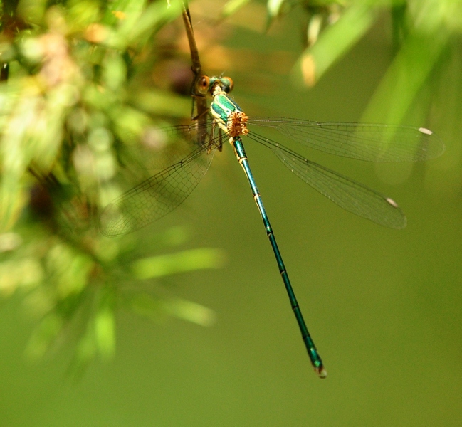 Chalcolestes viridis o parvidens